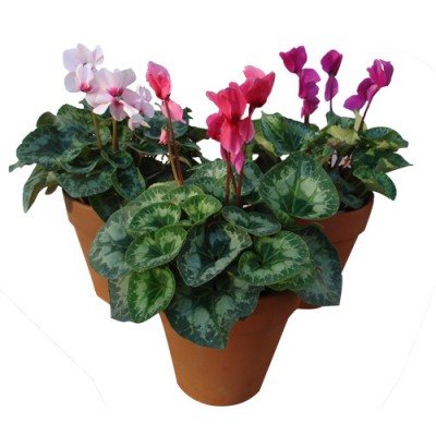 Violeta de los Alpes en Terracota N20